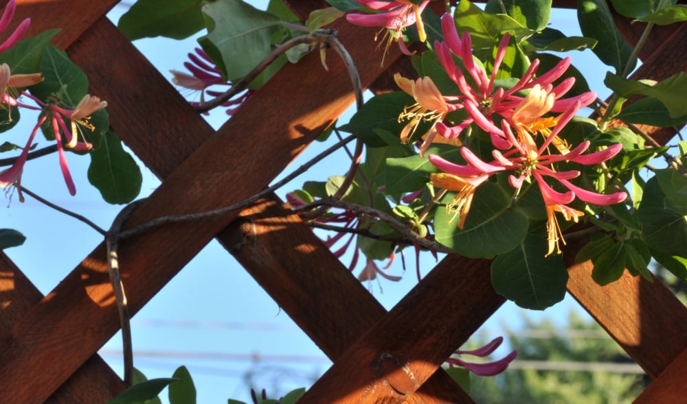 11 plantes décoratives qui fonctionnent sur un balcon