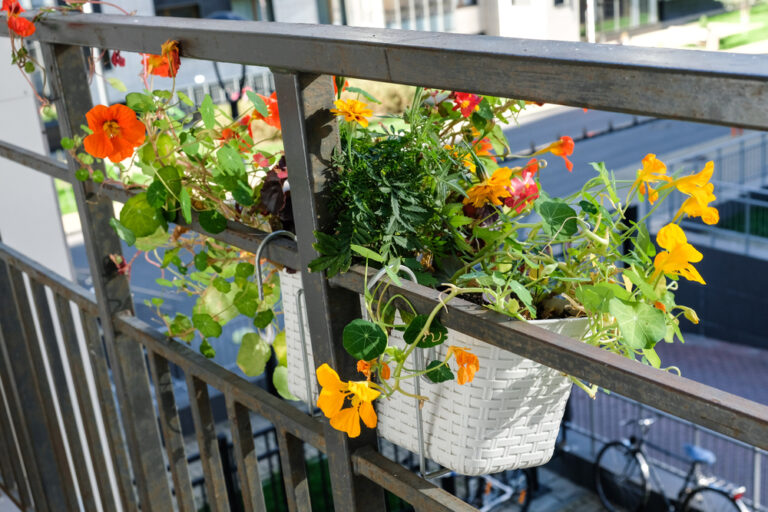 Les 17 meilleures plantes pour les balustrades de balcon

